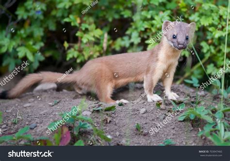 Weasels Over 13004 Royalty Free Licensable Stock Photos Shutterstock