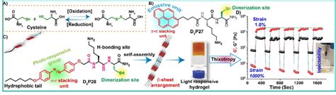 A Dimerization Of Two Cysteine Units B Chemical Structure Of The Download Scientific