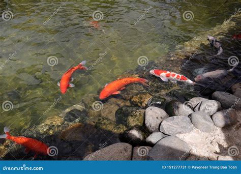 Peixes Coloridos Do Koi Que Nadam No Lago Imagem De Stock Imagem De