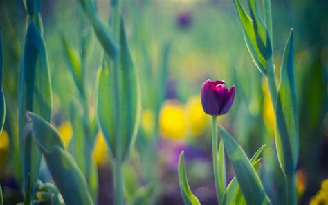 🔥 [50+] Spring Tulips Wallpapers Desktops | WallpaperSafari