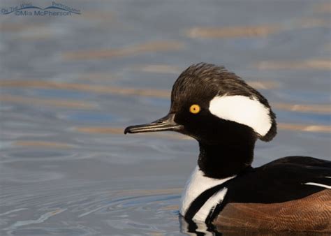 Drake Hooded Merganser Memory Mia Mcpherson S On The Wing Photography