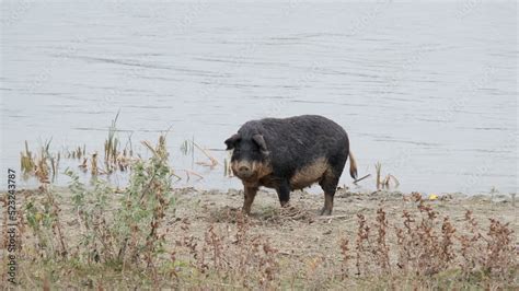 Feral pig (boar-pig hybrid) digs the ground in in-shore zone next to the delta Danube river ...