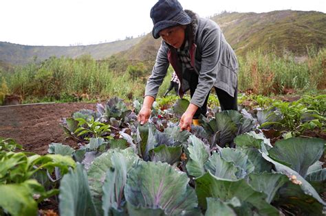 Aumentan Un Las Ventas Del Sector Agropecuario Ecuatoriano En El