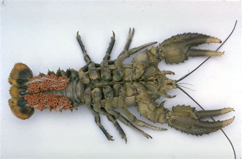 Crayfish - The Australian Museum