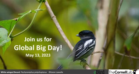 global big day osa birds