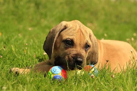 Boerboel Growth Chart: How Big Does The Mighty Boerboel Dog Get?