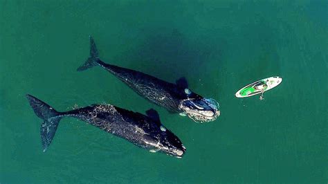 Ballenas en Puerto Madryn la historia detrás de las imágenes que