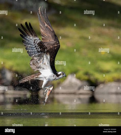 Osprey Catching a Fish Stock Photo - Alamy