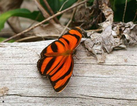 Butterflies of the Amazon rainforest Banded Longwing - Butterflies