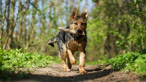 Easy German Shepherd Training Guide for Perfect Obedience - Shepherd Sense