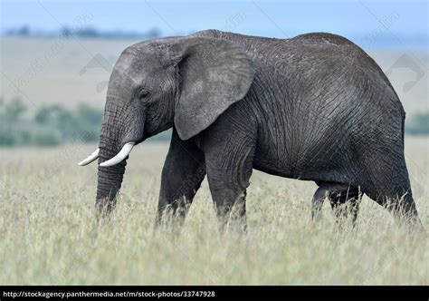 Gro Er Elefant In Der Savanne Afrikas Lizenzfreies Foto