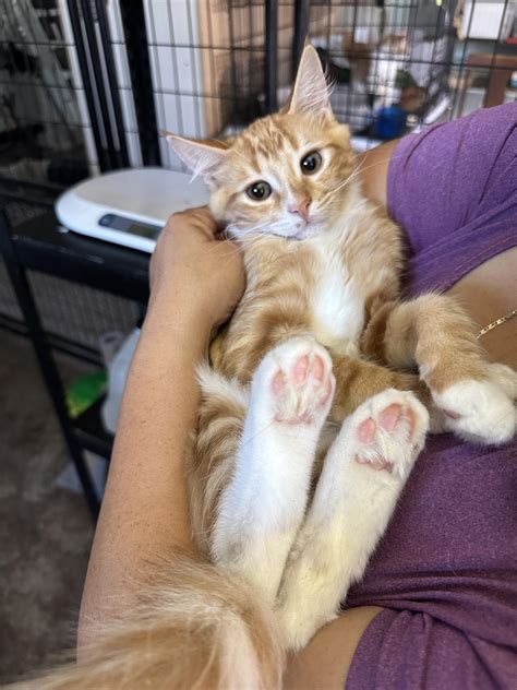 Give Me Shelter Cat Rescue - RESCUED: WANDA VERDE is SAFE! Thank you