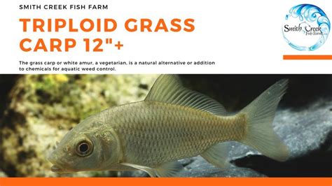 Triploid Grass Carp Ctenopharyngodon Idella Shipped Ups Next Day Air