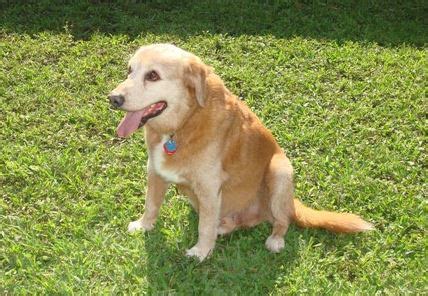 Riley - Handsome and Sweet Golden Retriever Mix For Adoption in Boynton ...