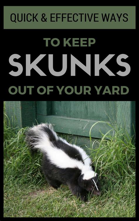 Quick Effective Ways To Keep Skunks Out Of Your Yard Skunk Smell In