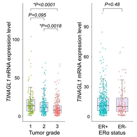 Kaplanmeier Survival Curves According To Tinagl1 Mrna Expression