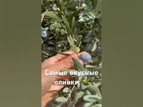 СЕЗОН ОЛИВОК В ТУРЦИИ 🫒Как выбрать самые вкусные оливки и маслины 😋👍 ...