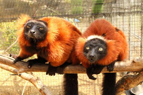 Welcome New Red Ruffed Lemurs - The Lemur Conservation Foundation