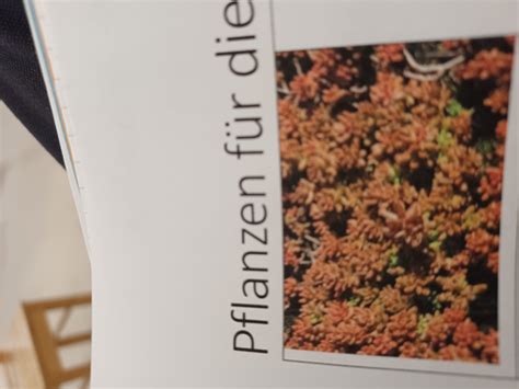 Fk1 Pflanzen Test 1 Crassulaceae Karteikarten Quizlet