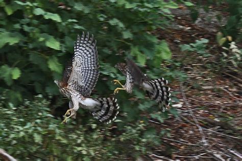 Juvenile Cooper S Hawk IMG 1279 Cheungdavid 05 Flickr