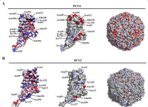 3D Structures Of PCV2 And PCV4 Cap And Capsid The 3D Structure Of PCV4