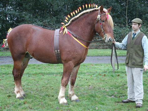 Suffolk Punch Horse Breed Information, History, Videos, Pictures