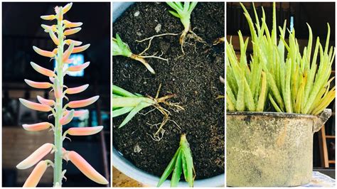 How To Propagate Aloe Vera With Aloe Vera Leaves Use Aloe Vera