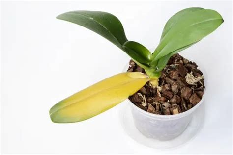 Orchids With Yellow Leaves Causes And How To Cure Them Diy Gardens