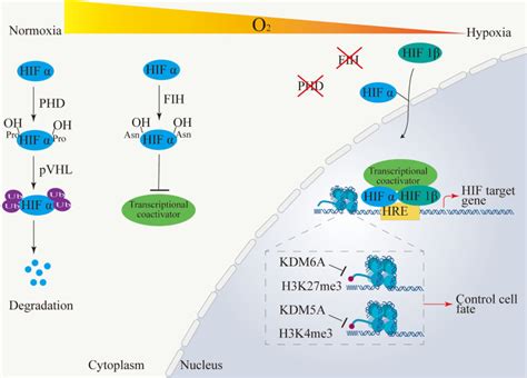 The Hypoxia Driven Crosstalk Between Tumor And Tumor Associated