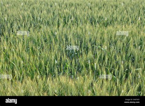 Wheat field background Stock Photo - Alamy