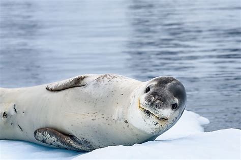 10 Animals That Live In Antarctica - WorldAtlas