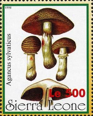 Agaricus Silvaticus