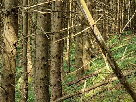 Franche Comt L Pid Mie De Scolytes Saccentue Dans Le Massif Jurassien