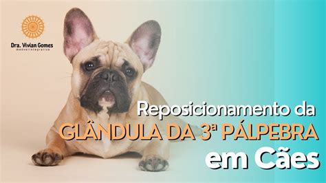 Reposicionamento Em Caso De Protrus O Da Gl Ndula Da Terceira P Lpebra