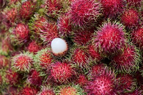 Rambutan Export Company Indonesia Joy Intertrade