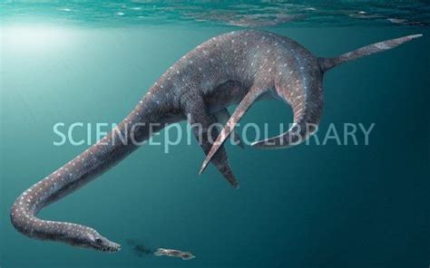 Styxosaurus Pictures & Facts - The Dinosaur Database