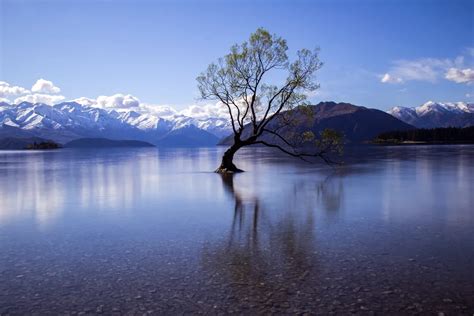 That Wanaka Tree | Smithsonian Photo Contest | Smithsonian Magazine