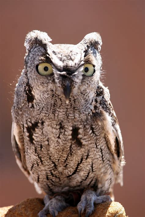 Western Screech Owl Otus Kennicottii Erin Flickr