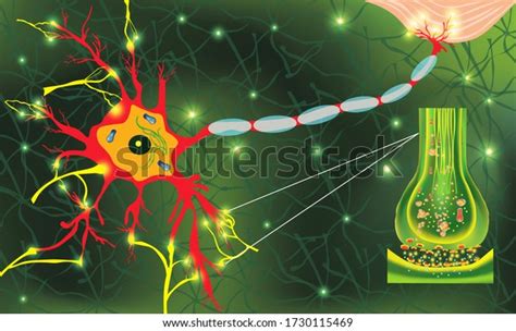 Anatomy Neyron Cells Transmission Signal Impulse Stock Illustration