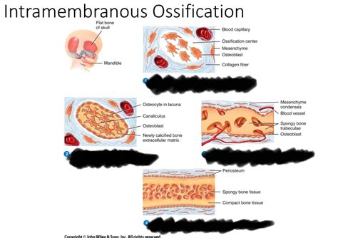 Intramembranous Ossification Diagram | Quizlet