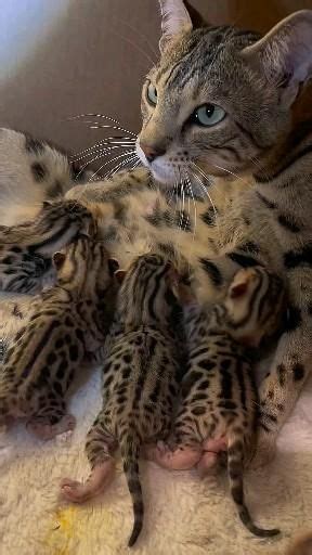 Pin em Cute animals Vídeo em 2024 Bichinhos bonitinhos Gatinhos