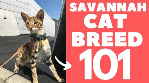 savannah cat  breed personality youtube
