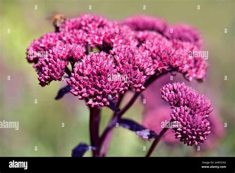 Pink Sedum Flower Head Commonly Called Stonecrop With A Shallow Depth