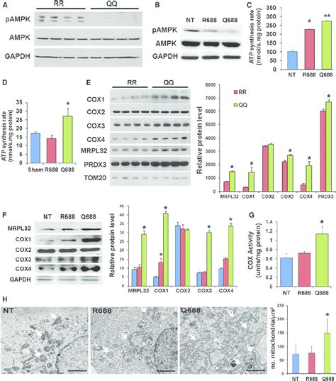 The Spg Q Variant Alters Mitochondrial Bioenergetics A And B