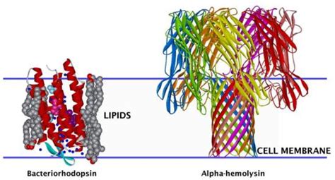 Membrane Proteins; Cell Membrane Proteins; Cell Surface Proteins ...