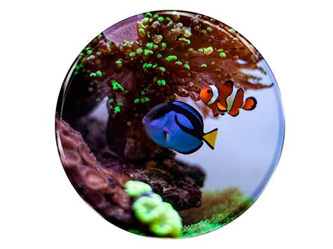 Foto Magnet Aquarium Cm