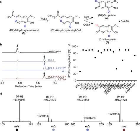 In Vitro Coupled Enzyme Assay That Examines The H D Exchange At C Of