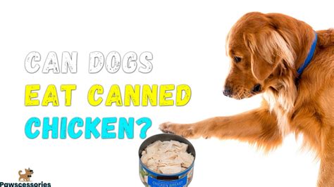 Can Dogs Eat Canned Chicken Benefits And Risks Vet Answers