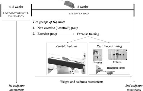 Frontiers Physical Exercise And Mitochondrial Disease Insights From