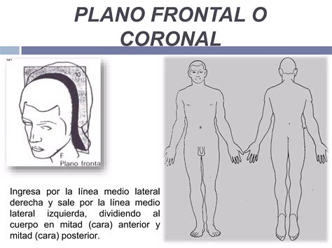 Anatomia Topografica Ppt Descarga Gratuita